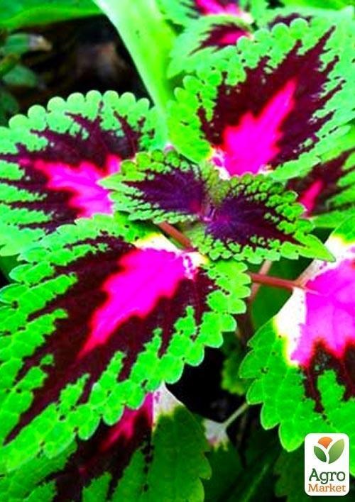 Колеус "Fairway Rose" 1 шт. - фото 2