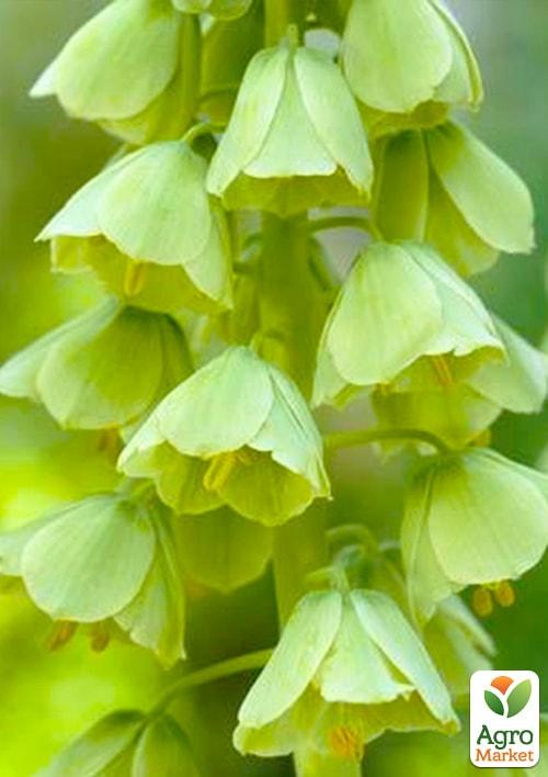 Фрітіларія "Ivory Bells" (розмір 20/22, дуже великий) 1шт в упаковці