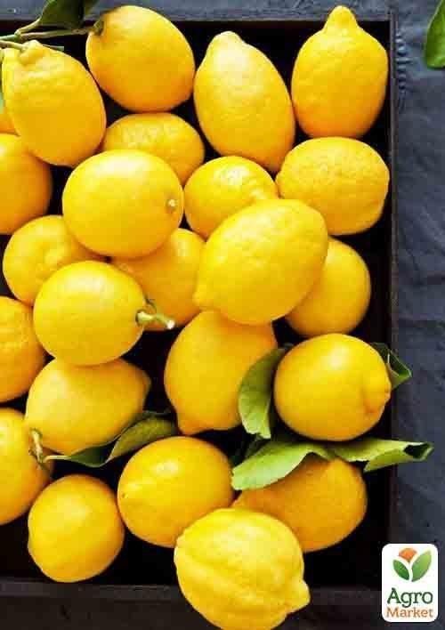 Ексклюзив! Лимон жовтий "Містер Стюарт" (Mr. Stuart) (преміальний великоплідний сорт)