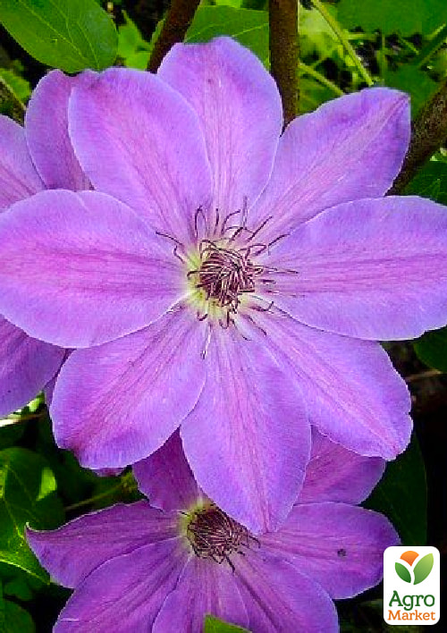 Клематис крупноквітковий "Baltyk" (Балтік)