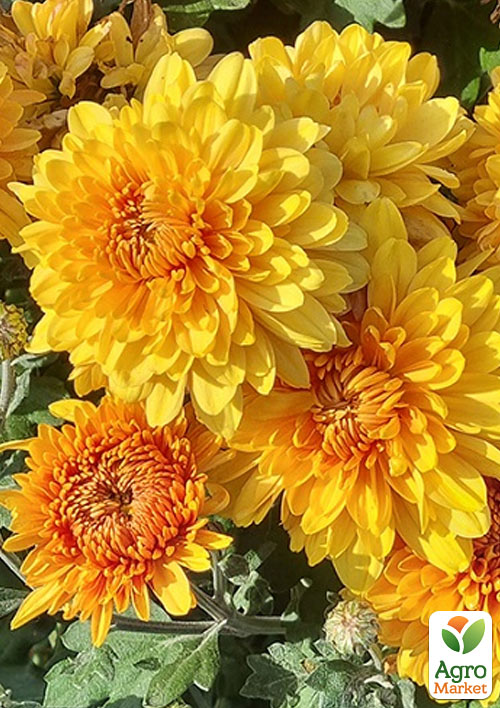 Хризантема крупноцветковая "Woodstok Orange" (вазон С3) - фото 2