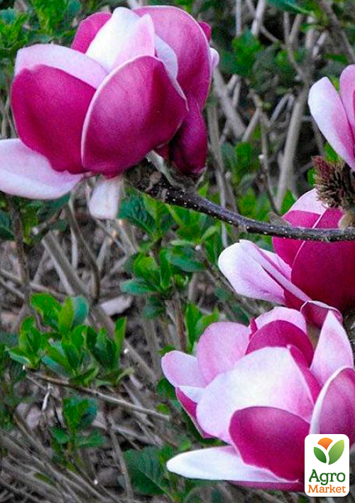 Магнолія 2-річна суланжа "Cameo" (висота 40-50см)