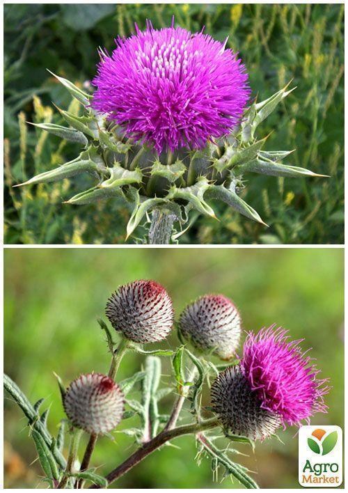 На вагу Розторопша ТМ "Весна" 20г - фото 3