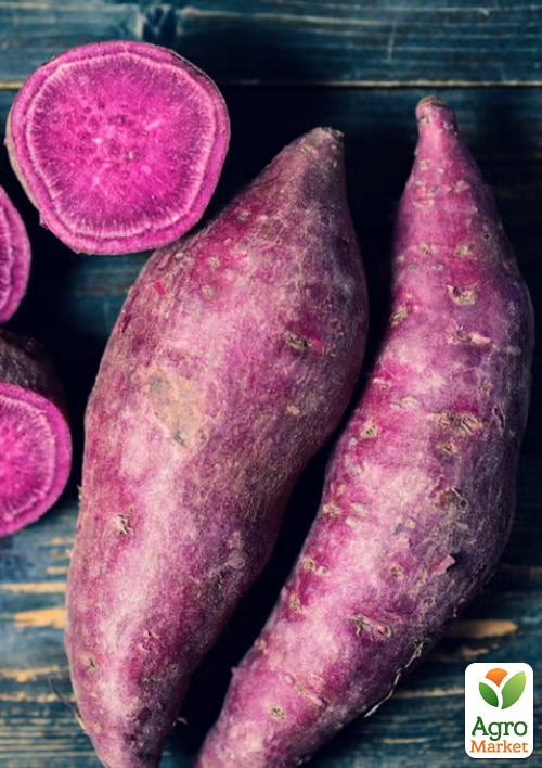 Батат "Purple" (солодка картопля) маточна бульба
