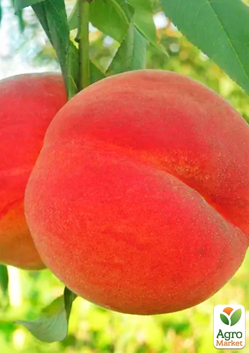 Персик "Пламенный"