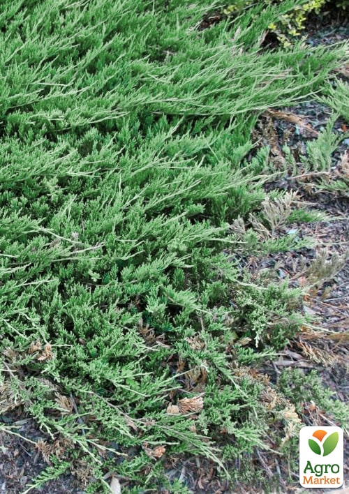 Можжевельник горизонтальный "Jade River" C2, диаметр 30-40см - фото 4