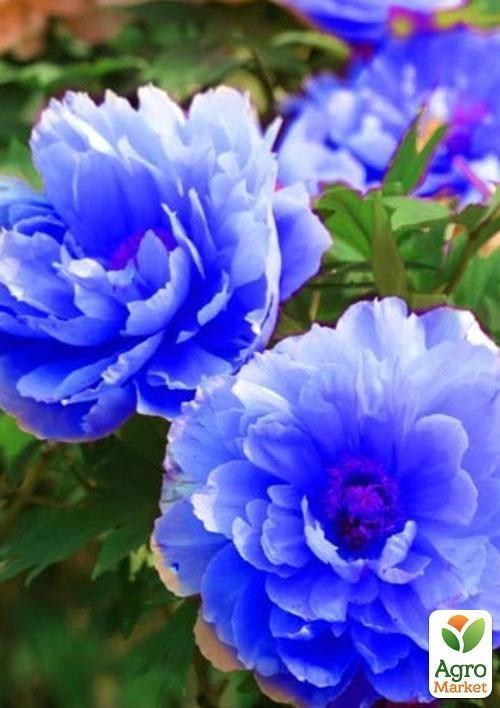 Півонія "Синій шедевр" ТМ "Vesna Exclusive" 3шт - фото 3