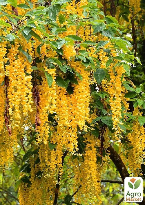 Бобовник анагиролистный "Golden Rain"  - фото 7