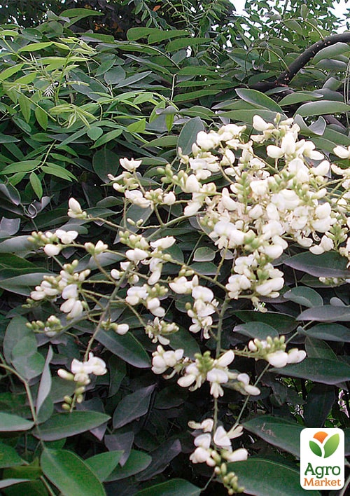 Софора японская (лечебное и медоносное дерево), Р9 - фото 2