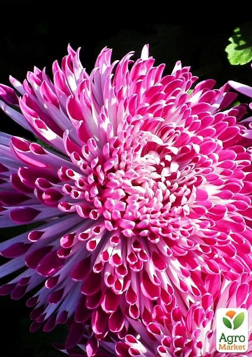 Хризантема  "Santosh Pink" (низкорослая крупноцветковая)