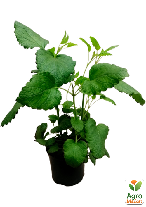 Мелисса Лекарственная - фото 5