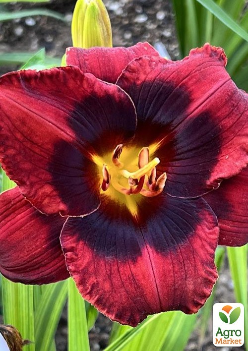 Лилейник "Spacecoast Devil`s Eye" 