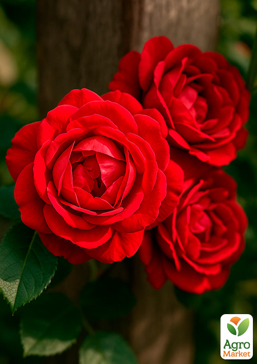 Троянда плетиста "Пол Скарлет клаймер" (саджанець класу АА +) вищий сорт - фото 4