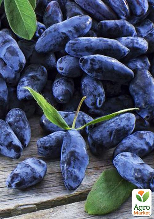 Жимолость "Вітамінна" (ранній термін дозрівання, має високу стійкість до захворювань) - фото 8