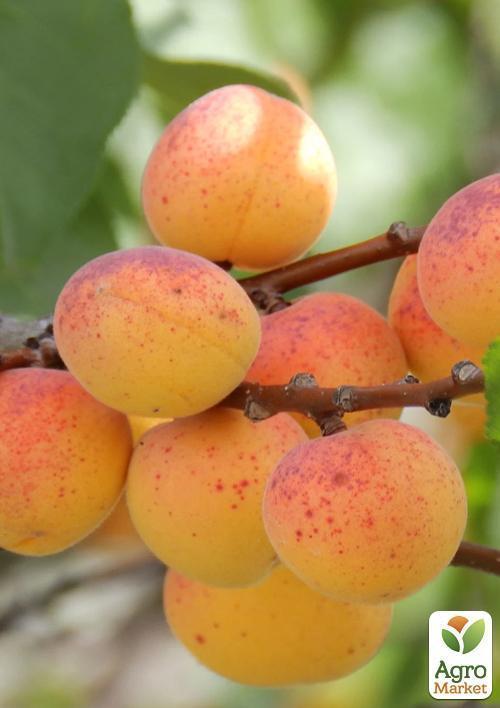 Абрикос "Джумбо Тардив" (летний сорт, средний срок созревания) - фото 5