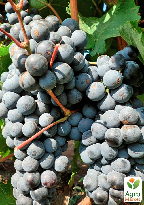 Виноград "Черный Доктор" (винный сорт) - фото 2