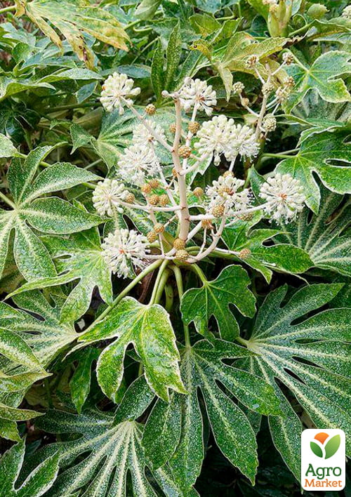 LMTD Фатсія японська "Fatsia Variegata" (висота 30-40см) - фото 5