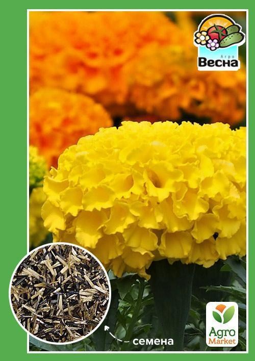 Чорнобривці "Валенсія" ТМ "Весна" 0.3г