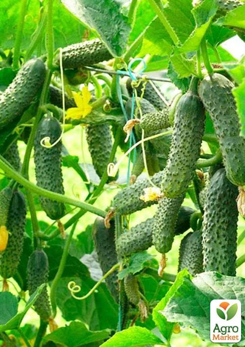 Огурец партенокарпический "ZKI-104 F1" ТМ "Lark Seeds" 250шт