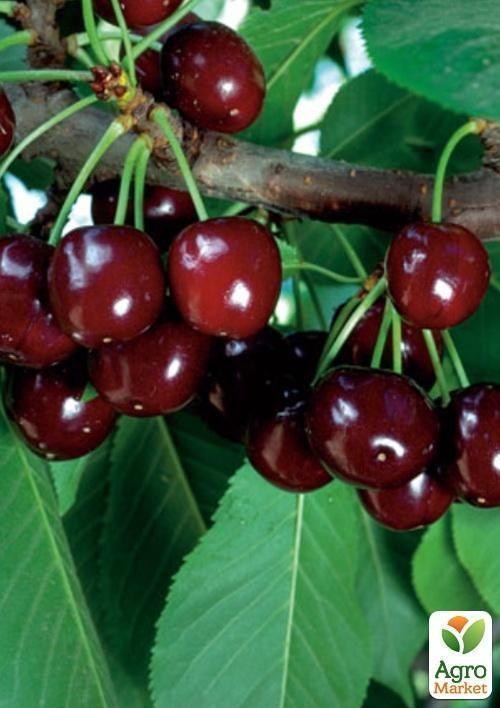 Черешня "Эра"