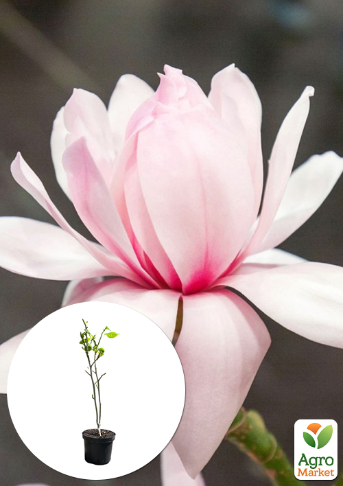 Магнолия 4-х летняя "Pink Beauty" (высота 80-100см)