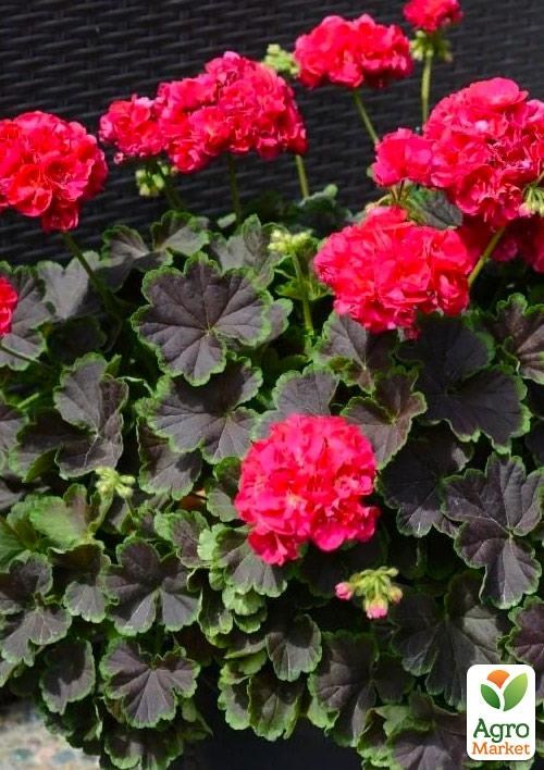 Пеларгония Розебудная "Brocade Cherry Night" (контейнер № 10, высота 10-20 см) - фото 2