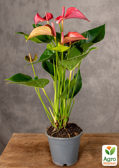 Антуріум (Anthurium) "Romantico" (висота 40-50см)