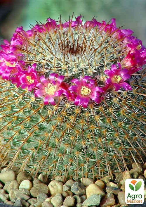 Маммиллярия "Красотка" ТМ "Vesna Exclusive" 4шт