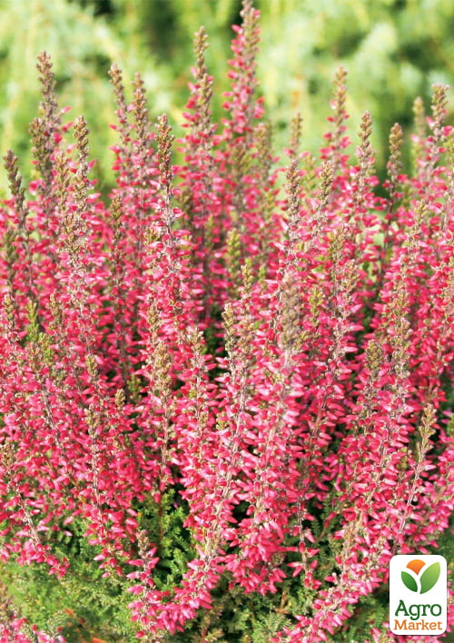 Верес звичайний "Athene" - фото 5