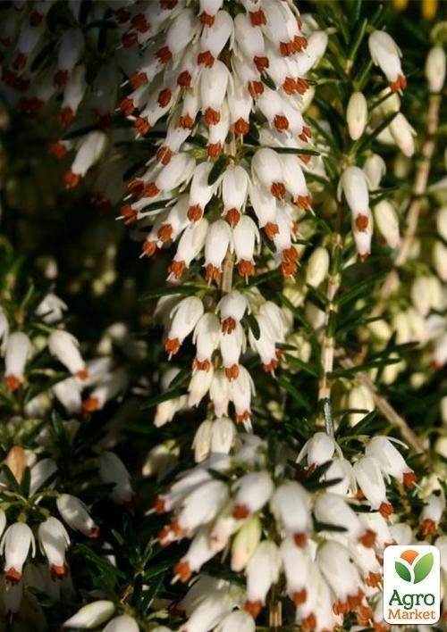 Эрика травянистая "Изабель" (Isabell) P11 - фото 4