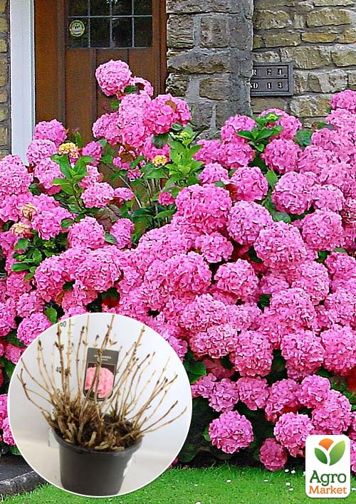 LMTD Гортензія macrophylla "Rosita" 5-річна (висота 45-75см)