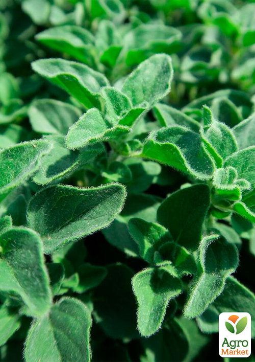 Орегано "Ponco"