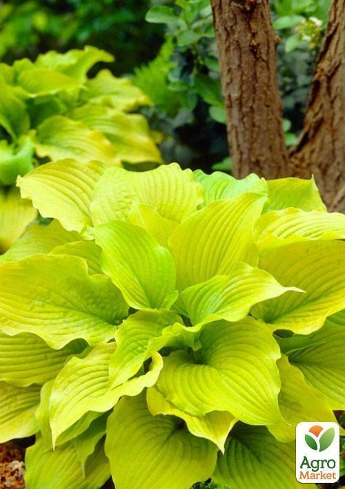 Хоста "Piedmont Gold" 1шт в упаковці