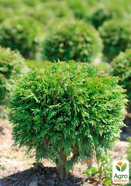 Туя западная "Globosa" С2, высота 25-30см - фото 4