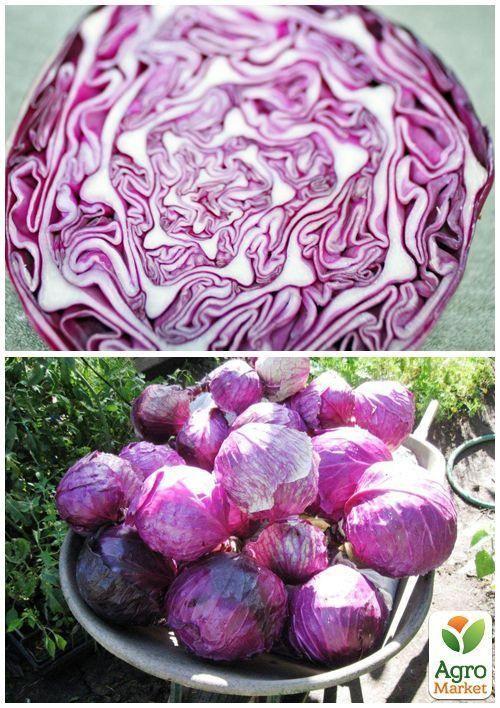 На развес Капуста краснокочанная "Гако" ТМ "Весна" цена за 2г - фото 3