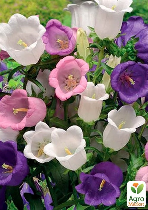 Колокольчик средний "Рапсодия" ТМ "Vesna Exclusive" 0,3г