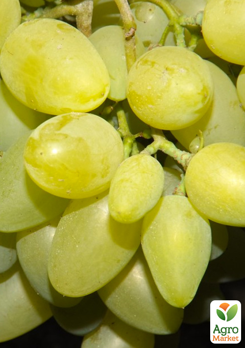 Виноград десертный "Сабрина" (сладкий гармоничный)