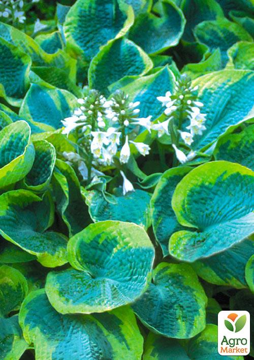 Хоста "Frances Williams" 