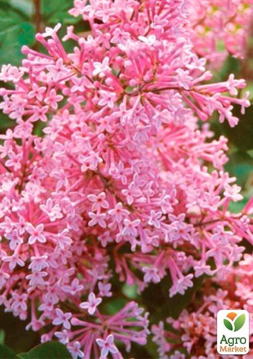 Сирень инвитро "Пинк Парфюм" (Pink Parfum) вазон С2