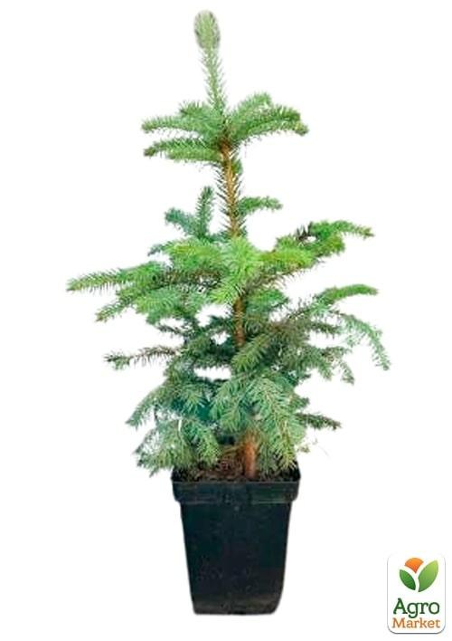 Ялина 3-х річна зелена "Nana" висота 55-75см - фото 2