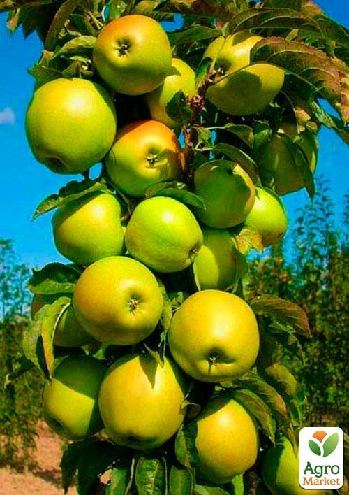 Яблоня колоновидная "Трайдент" (зимний сорт, поздний срок созревания)