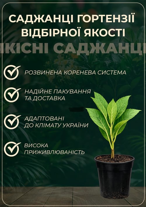 Гортензія волотиста "Bonfire" вазон Р9