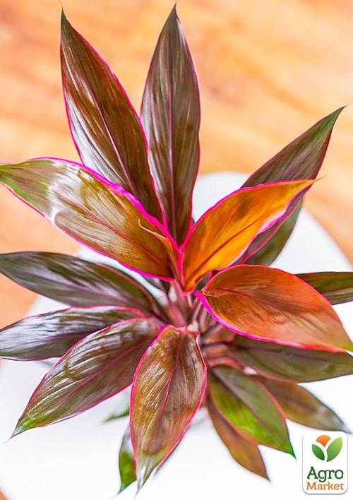 LMTD Кордилина "Tango" (высота 35-45см) - фото 7