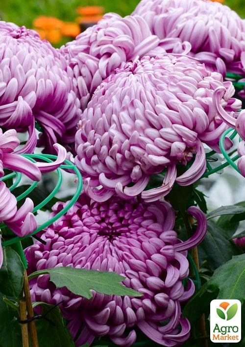 Хризантема  "Malabar Violet" (низкорослая крупноцветковая)
