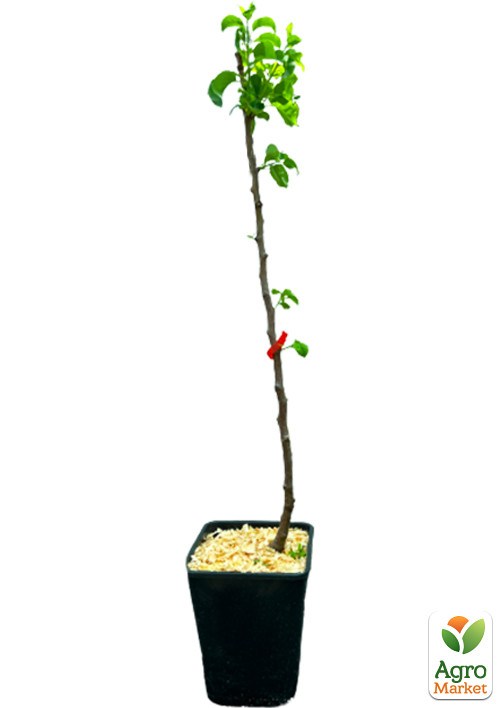 Груша "Генерал Тотлебен" укорененная в контейнере (саженец 2 года) - фото 3