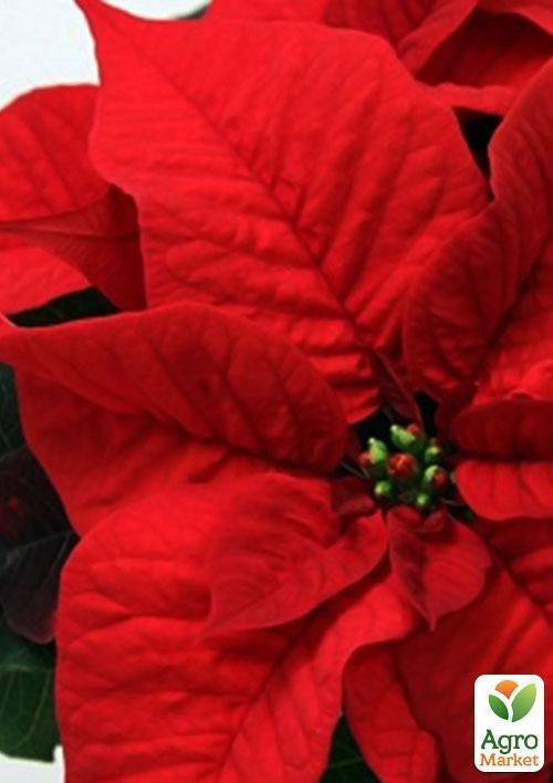 Эуфорбия "Бархат Южный" (Euphorbia pulc. Christmas Feelings) дм 6 см выс.13 см