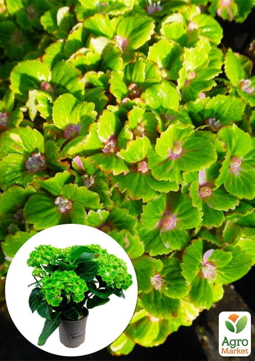 LMTD Гортензия крупнолистная цветущая 4-х летняя "Rembrandt Vibrant Verde" (40-60см)
