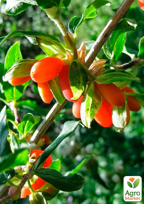 Жимолость 2-х летняя финская красноплодная съедобная "Синдишен" вазон С1 - фото 6