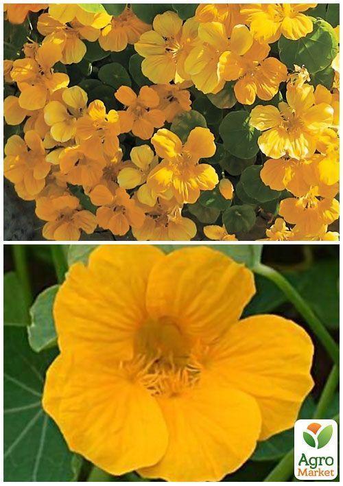 На развес Настурция "Золотой блеск" ТМ "Весна" цена за 3г - фото 3