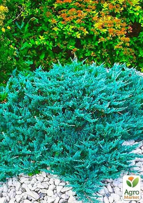 Можжевельник горизонтальный "Blue Chip" C2, диаметр 15-20см - фото 3